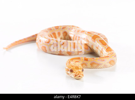 Albino burmesischen Python (Python Bivittatus), 8 Woche alt, Männlich Stockfoto