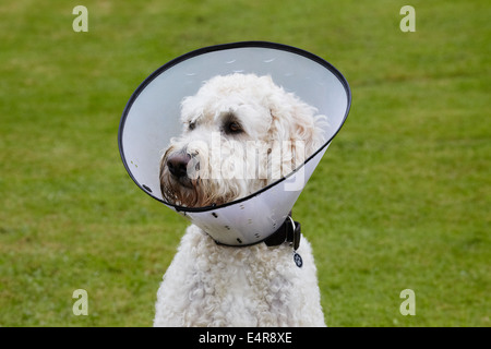 Labradoodle: Elisabeth Kragen tragen Stockfoto