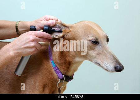 Taumelte von einem Tierarzt überprüft werden. Kontrolle der Ohren mit Otoskop (Auriscope) Stockfoto