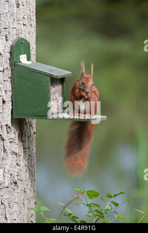 Eichhörnchen, eurasische Eichhörnchen füttern Box, Feeder, Eichhörnchen, Futterkasten, Sciurus Vulgaris, Écureuil d Stockfoto