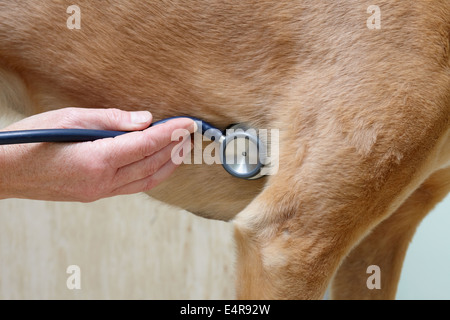 Taumelte von einem Tierarzt überprüft werden. Herzschlag hören Stockfoto