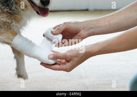 Besitzer älterer Jack Russell Pfote Verband zuweisen Stockfoto