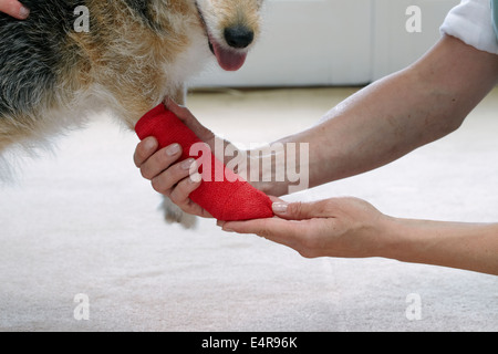 Besitzer älterer Jack Russell Pfote Verband zuweisen Stockfoto