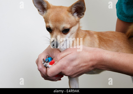 Chihuahua-Nagel clipping in Pflege Salon Stockfoto