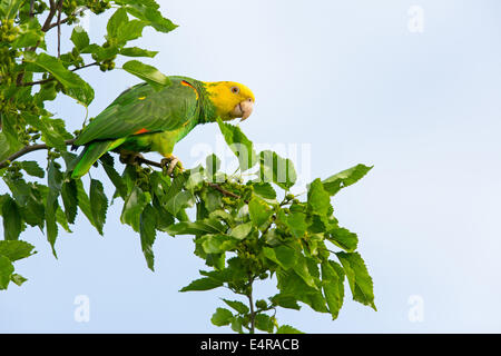 Gelb-gekrönte Amazon, Gelb-gekrönter Papagei, Gelbscheitelamazone, Surinam-Amazone Amazona Ochrocephala, Fethke Stockfoto