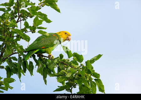 Gelb-gekrönte Amazon, Gelb-gekrönter Papagei, Gelbscheitelamazone, Surinam-Amazone Amazona Ochrocephala, Fethke Stockfoto