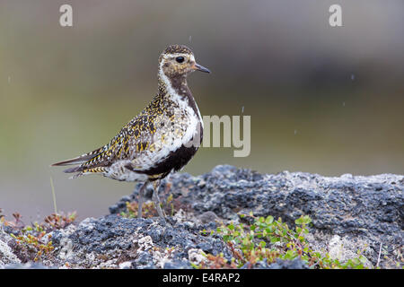 Goldregenpfeifer, Europäische Goldregenpfeifer, Goldregenpfeifer, größere Goldregenpfeifer, Europäische Golden-Regenpfeifer, eurasische Golden-Regenpfeifer, Stockfoto