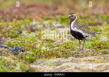 Goldregenpfeifer, Europäische Goldregenpfeifer, Goldregenpfeifer, größere Goldregenpfeifer, Europäische Golden-Regenpfeifer, eurasische Golden-Regenpfeifer, Stockfoto