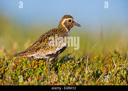 Goldregenpfeifer, Europäische Goldregenpfeifer, Goldregenpfeifer, größere Goldregenpfeifer, Europäische Golden-Regenpfeifer, eurasische Golden-Regenpfeifer, Stockfoto