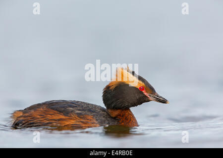 Ohrentaucher, slawonische Grebe, Ohrentaucher, Podiceps Auritus, Grèbe Esclavon, Zampullín Cuellirrojo Stockfoto