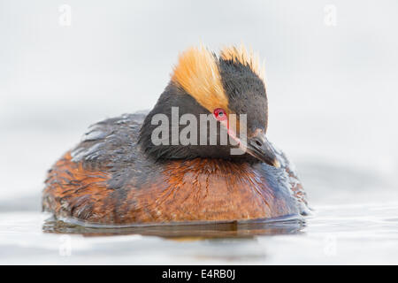 Ohrentaucher, slawonische Grebe, Ohrentaucher, Podiceps Auritus, Grèbe Esclavon, Zampullín Cuellirrojo Stockfoto