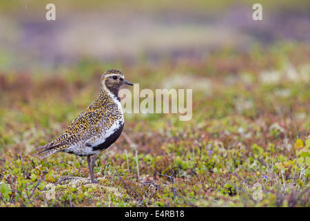 Goldregenpfeifer, Europäische Goldregenpfeifer, Goldregenpfeifer, größere Goldregenpfeifer, Europäische Golden-Regenpfeifer, eurasische Golden-Regenpfeifer, Stockfoto