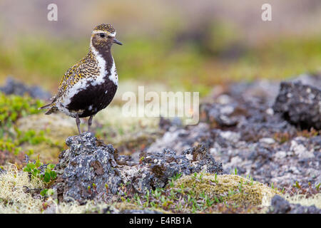 Goldregenpfeifer, Europäische Goldregenpfeifer, Goldregenpfeifer, größere Goldregenpfeifer, Europäische Golden-Regenpfeifer, eurasische Golden-Regenpfeifer, Stockfoto