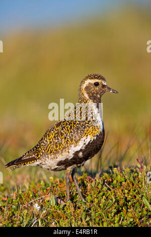 Goldregenpfeifer, Europäische Goldregenpfeifer, Goldregenpfeifer, größere Goldregenpfeifer, Europäische Golden-Regenpfeifer, eurasische Golden-Regenpfeifer, Stockfoto