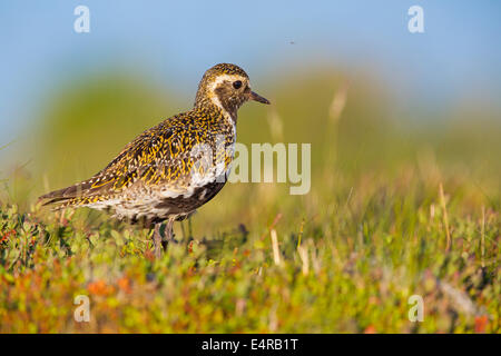 Goldregenpfeifer, Europäische Goldregenpfeifer, Goldregenpfeifer, größere Goldregenpfeifer, Europäische Golden-Regenpfeifer, eurasische Golden-Regenpfeifer, Stockfoto