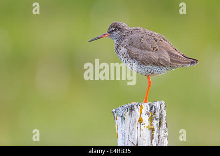 Rotschenkel, gemeinsame Rotschenkel, Rotschenkel, Tringa Totanus, Chevalier Gambette, Archibebe Común Stockfoto