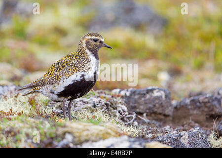 Goldregenpfeifer, Europäische Goldregenpfeifer, Goldregenpfeifer, größere Goldregenpfeifer, Europäische Golden-Regenpfeifer, eurasische Golden-Regenpfeifer, Stockfoto