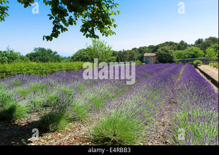 Ein Lavendel Feld in Saint-Paul Asyl, Saint-Rémy, wo Van Gogh die Künstler von Mai 1889 bis Mai 1890 begangen wurde Stockfoto