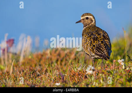 Goldregenpfeifer, Europäische Goldregenpfeifer, Goldregenpfeifer, größere Goldregenpfeifer, Europäische Golden-Regenpfeifer, eurasische Golden-Regenpfeifer, Stockfoto