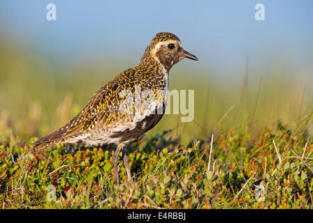 Goldregenpfeifer, Europäische Goldregenpfeifer, Goldregenpfeifer, größere Goldregenpfeifer, Europäische Golden-Regenpfeifer, eurasische Golden-Regenpfeifer, Stockfoto