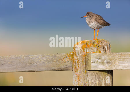 Rotschenkel, gemeinsame Rotschenkel, Rotschenkel, Tringa Totanus, Chevalier Gambette, Archibebe Común Stockfoto