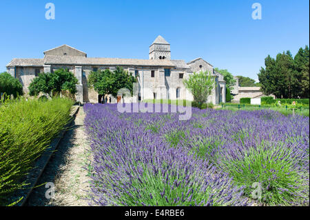 Ein Lavendel Feld in Saint-Paul Asyl, Saint-Rémy, wo Van Gogh die Künstler von Mai 1889 bis Mai 1890 begangen wurde Stockfoto