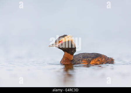 Ohrentaucher, slawonische Grebe, Ohrentaucher, Podiceps Auritus, Grèbe Esclavon, Zampullín Cuellirrojo Stockfoto