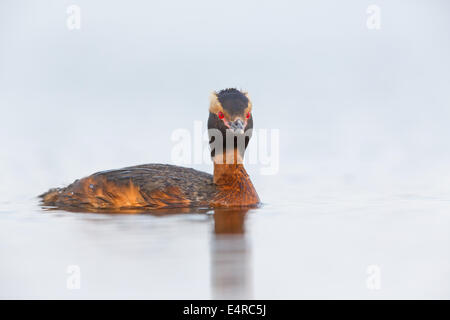 Ohrentaucher, slawonische Grebe, Ohrentaucher, Podiceps Auritus, Grèbe Esclavon, Zampullín Cuellirrojo Stockfoto