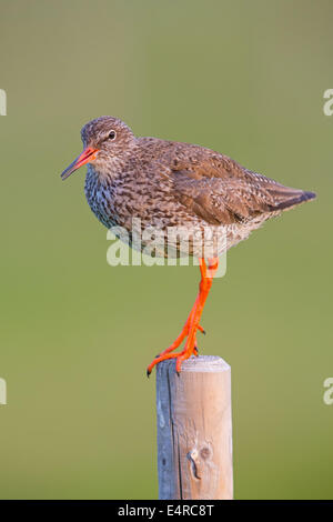 Rotschenkel, gemeinsame Rotschenkel, Rotschenkel, Tringa Totanus, Chevalier Gambette, Archibebe Común Stockfoto