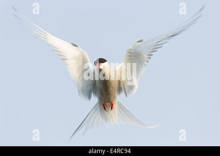 Küstenseeschwalbe, Arctic Tern, Sterna Paradisaea, Sterne Arctique, Charrán Ártico Stockfoto