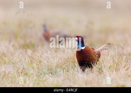 Fasan, Phasianus Colchicus, gemeinsame Fasan Stockfoto