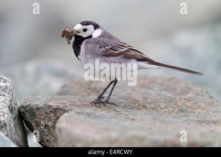 Bachstelze, Pied Bachstelze, Bachstelze, Motacilla Alba Bergeronnette Grise, Lavandera Blanca Común, Lavandera Blanca Stockfoto