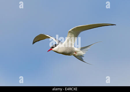 Küstenseeschwalbe, Arctic Tern, Sterna Paradisaea, Sterne Arctique, Charrán Ártico Stockfoto