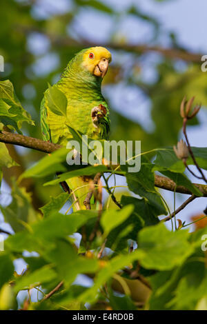 Gelb-gekrönte Amazon, Gelb-gekrönter Papagei, Gelbscheitelamazone, Surinam-Amazone Amazona Ochrocephala, Fethke Stockfoto