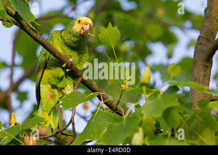 Gelb-gekrönte Amazon, Gelb-gekrönter Papagei, Gelbscheitelamazone, Surinam-Amazone Amazona Ochrocephala, Fethke Stockfoto