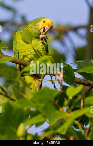 Gelb-gekrönte Amazon, Gelb-gekrönter Papagei, Gelbscheitelamazone, Surinam-Amazone Amazona Ochrocephala, Fethke Stockfoto