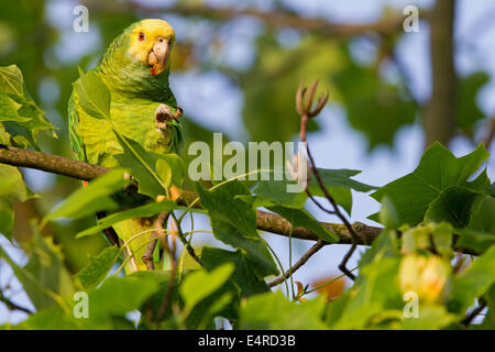 Gelb-gekrönte Amazon, Gelb-gekrönter Papagei, Gelbscheitelamazone, Surinam-Amazone Amazona Ochrocephala, Fethke Stockfoto