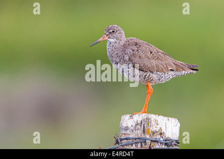 Rotschenkel, gemeinsame Rotschenkel, Rotschenkel, Tringa Totanus, Chevalier Gambette, Archibebe Común Stockfoto