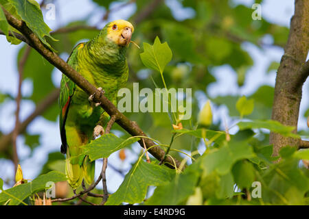 Gelb-gekrönte Amazon, Gelb-gekrönter Papagei, Gelbscheitelamazone, Surinam-Amazone Amazona Ochrocephala, Fethke Stockfoto