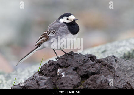 Bachstelze, Pied Bachstelze, Bachstelze, Motacilla Alba Bergeronnette Grise, Lavandera Blanca Común, Lavandera Blanca Stockfoto