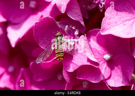 HoverFly. Episyrphus Baltreatus (Syrphidae) Stockfoto