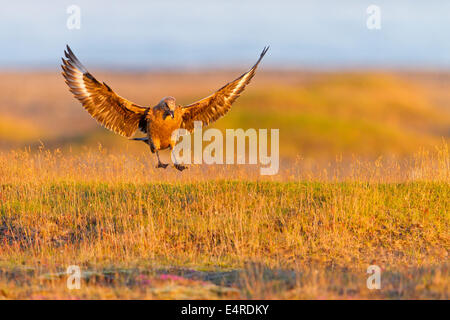 Skua, Great Skua Stercorarius Skua, Catharacta Skua, Grand Labbe, Págalo Grande Stockfoto