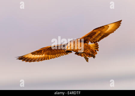 Skua, Great Skua Stercorarius Skua, Catharacta Skua, Grand Labbe, Págalo Grande Stockfoto