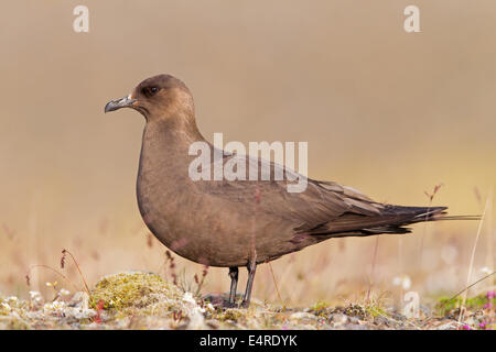 Schmarotzerraubmöwe, Arctic Skua, parasitäre Jaeger, Stercorarius Parasiticus, Labbe Parasite, Págalo Parásito Stockfoto