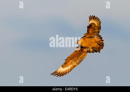 Skua, Great Skua Stercorarius Skua, Catharacta Skua, Grand Labbe, Págalo Grande Stockfoto