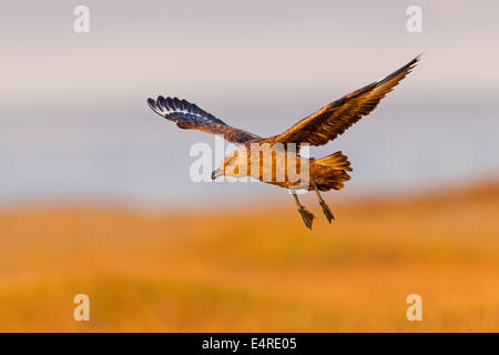 Skua, Great Skua Stercorarius Skua, Catharacta Skua, Grand Labbe, Págalo Grande Stockfoto