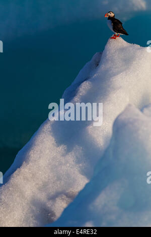 Papagei Taucher, Papageitaucher, Fratercula Arctica, Papageitaucher, Papageitaucher, Fratercula Arctica, Papageientaucher Stockfoto