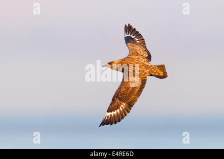 Skua, Great Skua Stercorarius Skua, Catharacta Skua, Grand Labbe, Págalo Grande Stockfoto