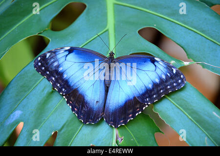 Blauer Morpho Schmetterling thront auf Blatt Stockfoto