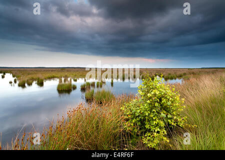 stürmischer Abend im Sumpf, Friesland, Niederlande Stockfoto